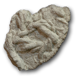 Trace fossils (Ichnofossils)