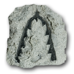 Graptolites (Graptolithina)