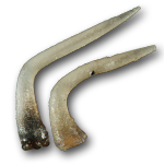 Conodonts (Conodonta)