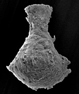 <i><i>Chitinozoa</i> | Ancyrochitina  cf. diabolus (Eisenack, 1937)</i><br />Kaugatuma GI borehole, 51.40 m, Kuressaare Stage ( 189-32)