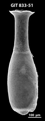 <i><i>Lagenochitina megaesthonica</i></i><br />Kaugatuma 509 borehole,  m, Kunda Stage ( 833-51)