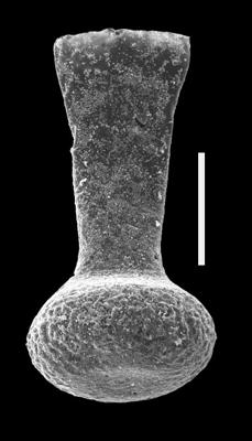 <i><i>Fungochitina pistilliformis</i></i><br />Dubovskoye borehole, 1059.00 m, Přidoli ( 607-14)