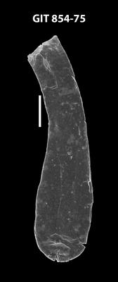 <i><i>Conochitina raymondii</i></i><br />Baldone 80 borehole,  m, Billingen Stage ( 854-75)