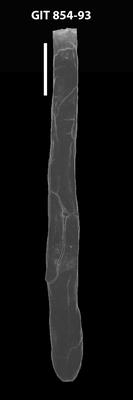 <i><i>Rhabdochitina gracilis</i></i><br />Baldone 80 borehole,  m, Kunda Stage ( 854-93)