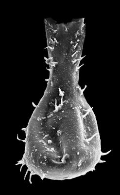 <i><i>Chitinozoa</i> | Ramochitina cf. spinosa (Eisenack, 1932)</i><br />Ohesaare borehole, 160.20 m, Jaagarahu Stage ( 527-6)
