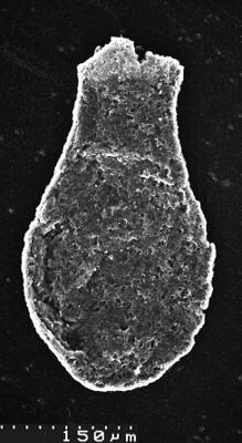 <i><i>Chitinozoa</i> | Lagenochitina sp.1</i><br />Varangu stratotype outcrop,  m, Tremadocian ( 1537-9)