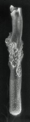 <i><i>Conochitina tuberculata</i></i><br />Rapla borehole, 172.80 m, Uhaku Stage ( 190-20)
