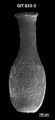 <i><i>Lagenochitina megaesthonica</i></i><br />Baldone 80 borehole,  m, Kunda Stage ( 833-3)