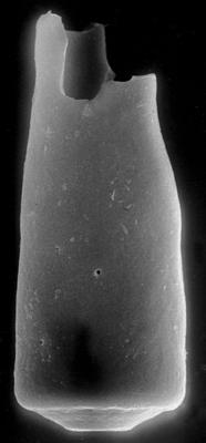 <i><i>Chitinozoa</i> | Conochitina sp. 2 Nestor, 1994</i><br />Varbla 502 borehole, 156.90 m, Adavere Stage ( 272-137)