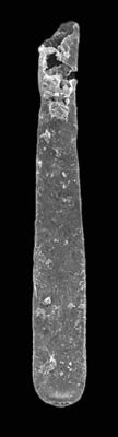 <i><i>Conochitina leptosoma</i></i><br />Ventspils D-3 borehole, 825.60 m, Telychian ( 423-11)