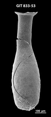 <i><i>Lagenochitina megaesthonica</i></i><br />Kaugatuma 509 borehole,  m, Kunda Stage ( 833-53)