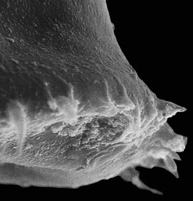 <i><i>Chitinozoa</i> | Spinachitina suecica (Laufeld, 1967)</i><br />Kerguta 565 borehole, 143.22 m, Haljala Stage ( 544-30)