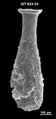 <i><i>Lagenochitina megaesthonica</i></i><br />Kaugatuma 509 borehole,  m, Kunda Stage ( 833-55)
