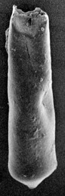 <i><i>Conochitina</i> | Conochitina aff. proboscifera Eisenack, 1937</i><br />Ohesaare borehole, 227.50 m, Jaagarahu Stage ( 272-127)