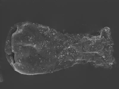 <i><i>Linochitina odiosa</i></i><br />Kolka 54 borehole, 492.60 m, Jaagarahu Stage ( 754-450)
