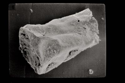 <i><i>Linochitina</i> | Linochitina sp.</i><br />Ohesaare borehole, 89.30 m, Paadla Stage ( 754-604)