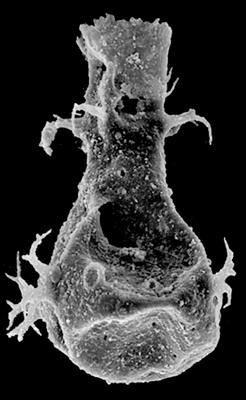 <i><i>Chitinozoa</i> | Ancyrochitina cf. valladolitana (Schweineberg, 1987)</i><br />Gussev 1 borehole, Kaliningrad oblast, 1425.30 m, Gorstian ( 527-47)