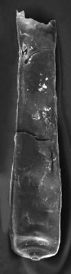 <i><i>Conochitina claviformis</i></i><br />Staicele 4 borehole, 288.50 m, Jaani Stage ( 350-14)