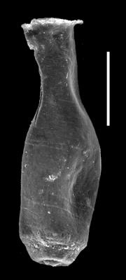 <i><i>Chitinozoa</i> | Lagenochitina cf. longiformis (Obut, 1995)</i><br />Museum of Art excavation section, Kadriorg, 0.30 m, Hunneberg Stage ( 424-91)