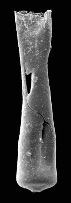 <i><i>Conochitina pachycephala</i></i><br />Pavilosta 51 borehole, 821.00 m, Gorstian ( 576-13)
