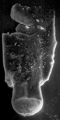 <i><i>Chitinozoa</i> | Chitinozoa gen. et sp. indet.</i><br />Nagli 106 borehole, 631.00 m, Adavere Stage ( 197-21)