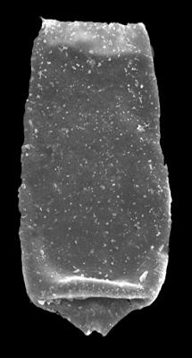 <i><i>Conochitina acuminata</i></i><br />Kolka 54 borehole, 575.00 m, Adavere Stage ( 546-40)