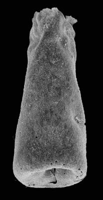 <i><i>Chitinozoa</i> | Belonechitina sp. 3 Nestor, 2009</i><br />Ventspils D-3 borehole, 472.00 m, Ludfordian ( 576-61)