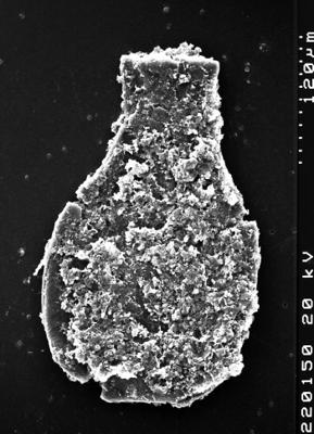 <i><i>Chitinozoa</i></i><br />Albrunnabrottet section,  m, Tremadocian ( 1527-20)