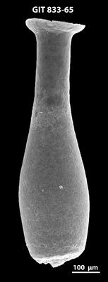 <i><i>Lagenochitina megaesthonica</i></i><br />Kaugatuma 509 borehole,  m, Kunda Stage ( 833-65)
