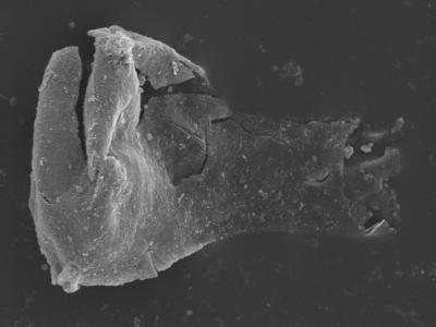 <i><i>Plectochitina spongiosa</i></i><br />Kolka 54 borehole, 640.80 m, Raikküla Stage ( 754-404)