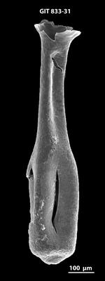 <i><i>Lagenochitina megaesthonica</i></i><br />Kaldase 60 borehole,  m, Kunda Stage ( 833-31)