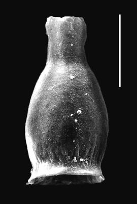 <i><i>Armoricochitina granulifera</i></i><br />Piilsi 729 borehole, 117.75 m, Haljala Stage ( 664-3)