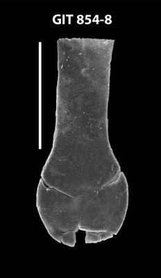 <i><i>Lagenochitina pestovoensis</i></i><br />Baldone 80 borehole,  m, Kunda Stage ( 854-8)