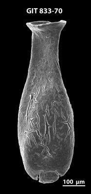 <i><i>Lagenochitina megaesthonica</i></i><br />Baldone 80 borehole,  m, Kunda Stage ( 833-70)