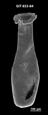 <i><i>Lagenochitina megaesthonica</i></i><br />Baldone 80 borehole,  m, Kunda Stage ( 833-84)