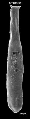 <i><i>Lagenochitina megaesthonica</i></i><br />Kaldase 60 borehole,  m, Kunda Stage ( 833-36)