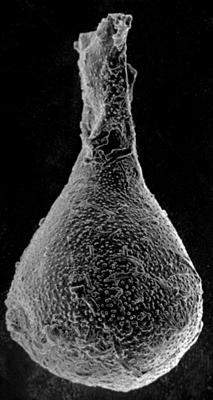 <i><i>Chitinozoa</i> | Angochitina? sp.</i><br />Nitaure borehole, 673.40 m, Raikküla Stage ( 272-56)