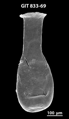 <i><i>Lagenochitina megaesthonica</i></i><br />Baldone 80 borehole,  m, Kunda Stage ( 833-69)