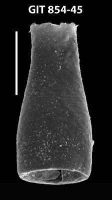 <i><i>Cyathochitina jagovalensis</i></i><br />Baldone 80 borehole,  m, Kunda Stage ( 854-45)