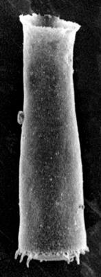 <i><i>Spinachitina maennili</i> | Coronochitina maennili Nestor, 1980</i><br />Ruhnu 500 borehole, 573.30 m, Raikküla Stage ( 213-4)