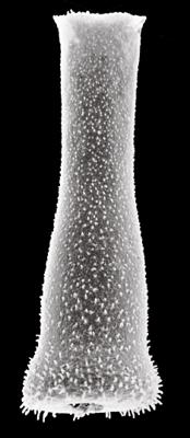 <i><i>Belonechitina micracantha</i> | Conochitina micracantha Eisenack, 1931</i><br />Hullo 385 borehole, 35.50 m, Nabala Stage ( 306-6)