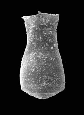 <i><i>Cingulochitina convexa</i></i><br />Pavilosta 51 borehole, 733.30 m, Ludfordian ( 576-19)