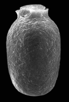<i><i>Desmochitina ovulum</i></i><br />Kerguta 565 borehole, 156.55 m, Kukruse Stage ( 544-7)