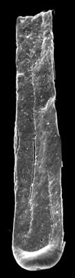 <i><i>Conochitina leptosoma</i></i><br />Kolka 54 borehole, 601.00 m, Adavere Stage ( 546-28)