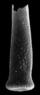 <i><i>Belonechitina micracantha</i></i><br />Rihtniemi, Pyhäranta,  m,  ( 307-13)