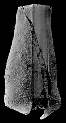 <i><i>Chitinozoa</i> | Eisenackitina aff. elongata Eisenack, 1972</i><br />Kolka 54 borehole, 253.60 m, Kaugatuma Stage ( 189-37)