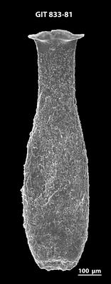 <i><i>Lagenochitina megaesthonica</i></i><br />Baldone 80 borehole,  m, Kunda Stage ( 833-81)