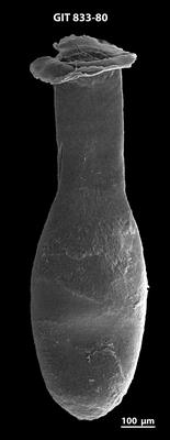 <i><i>Lagenochitina megaesthonica</i></i><br />Baldone 80 borehole,  m, Kunda Stage ( 833-80)