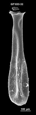 <i><i>Lagenochitina megaesthonica</i></i><br />Kaldase 60 borehole,  m, Kunda Stage ( 833-32)