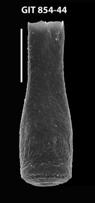 <i><i>Cyathochitina jagovalensis</i></i><br />Baldone 80 borehole,  m, Kunda Stage ( 854-44)